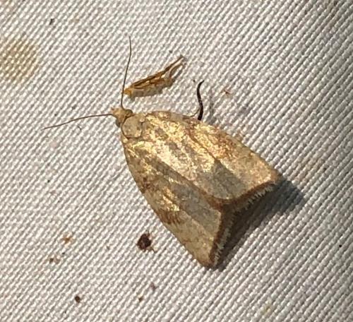 Réf. 325 573 : Aleimma loeflingiana